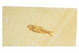Detailed Fossil Fish (Knightia) - Wyoming #318545-1
